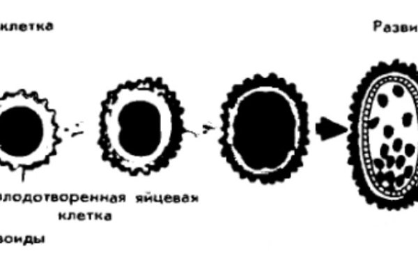 Кракен онион